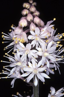 Tiarella cordifolia
